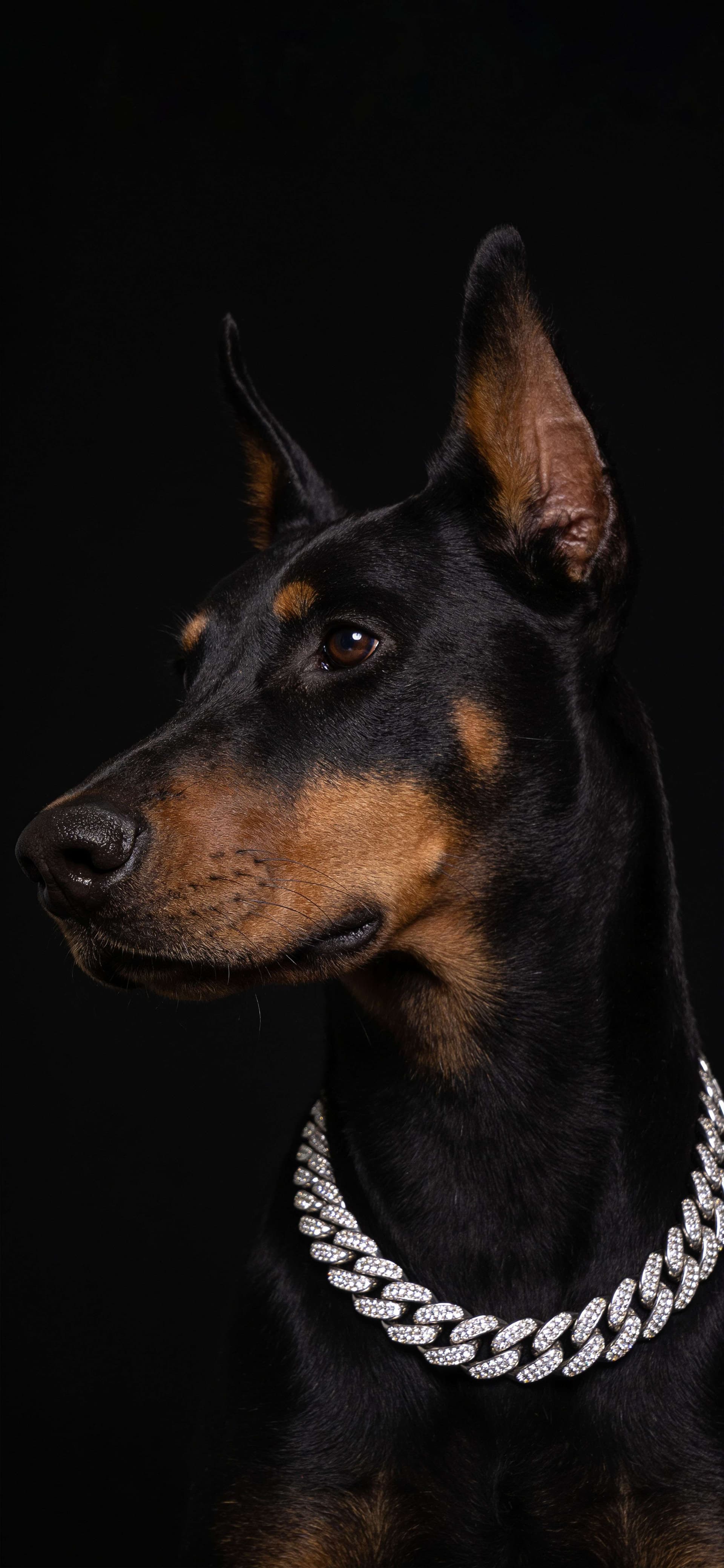Regal Doberman Portrait - free phone wallpaper