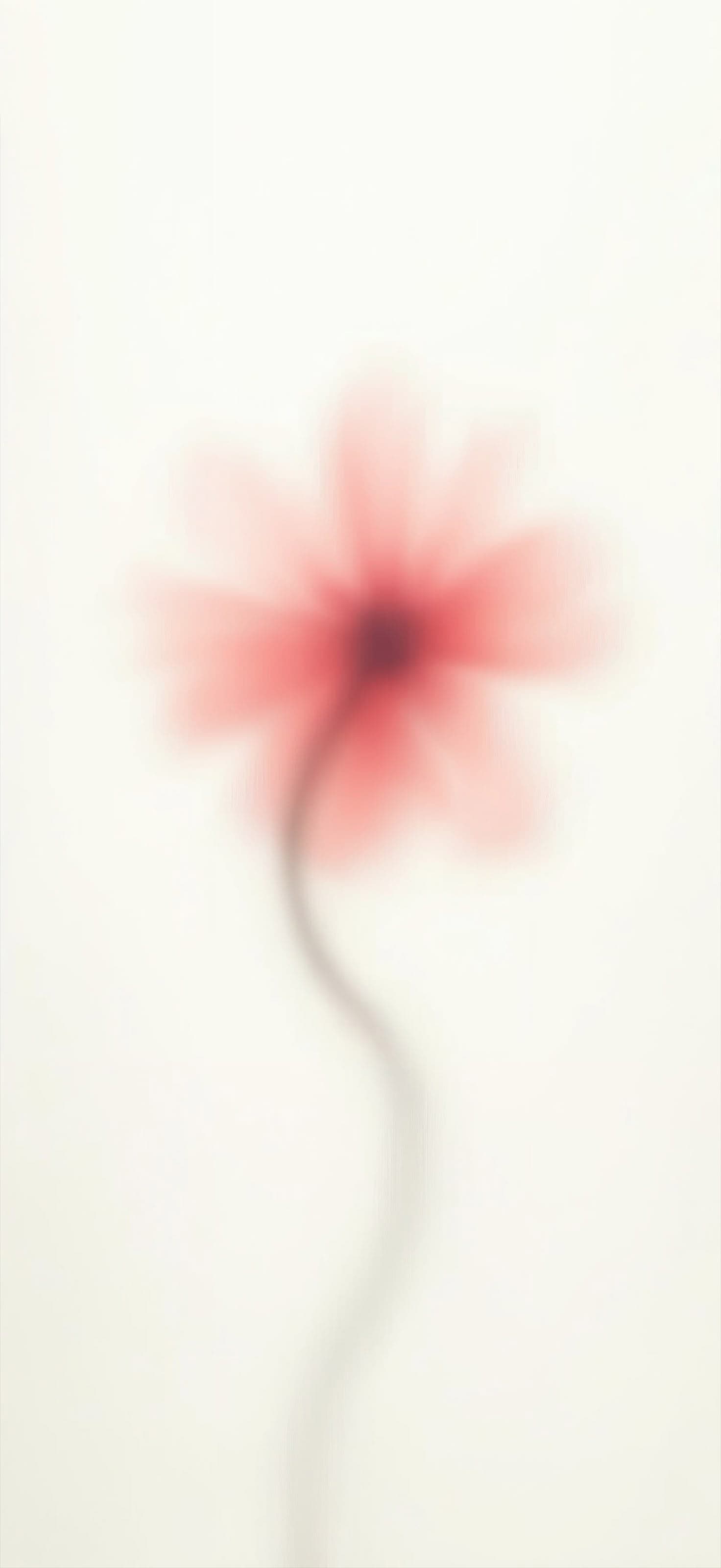 Whispering Bloom 3 - free phone wallpaper