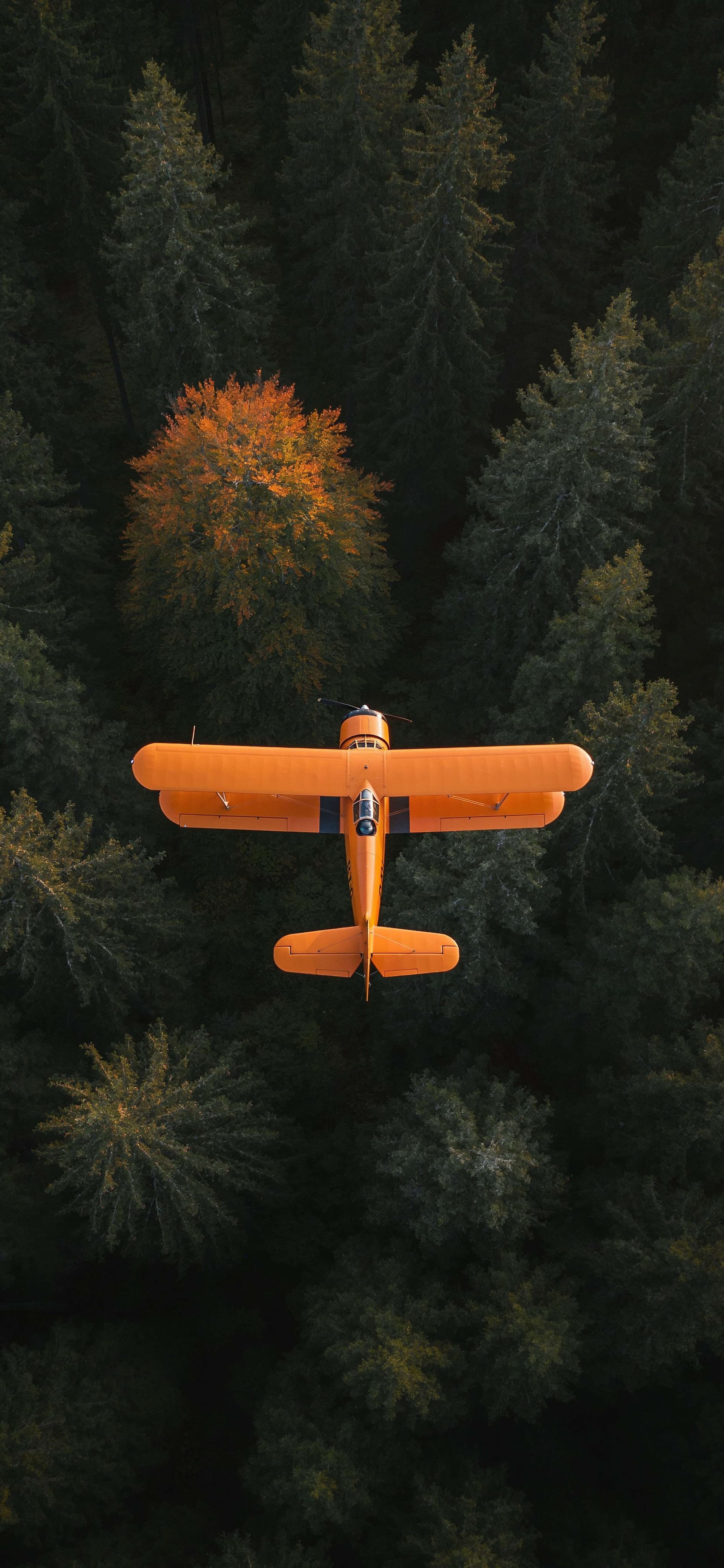 Flight Over Pines - Pro phone wallpaper