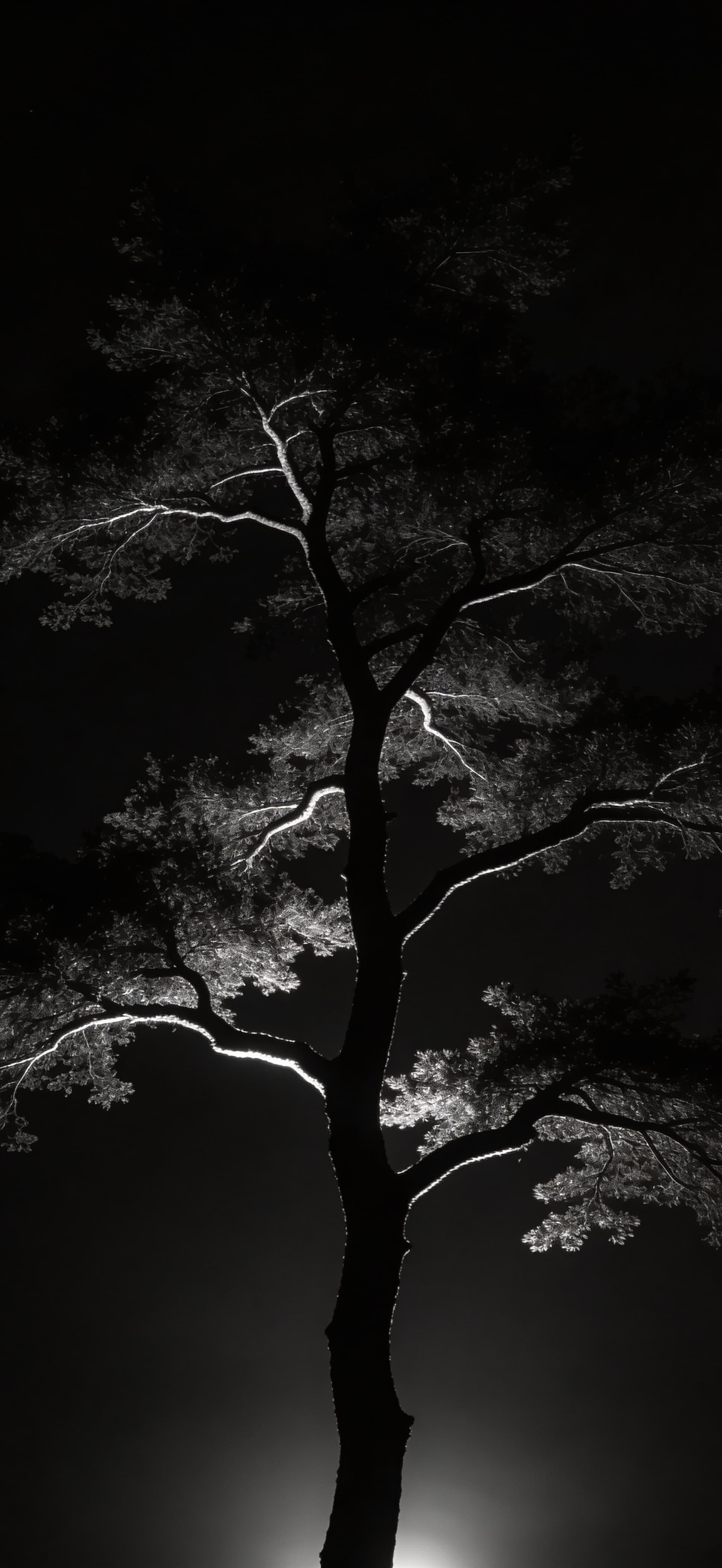 Monochrome Tree Silhouette - free phone wallpaper
