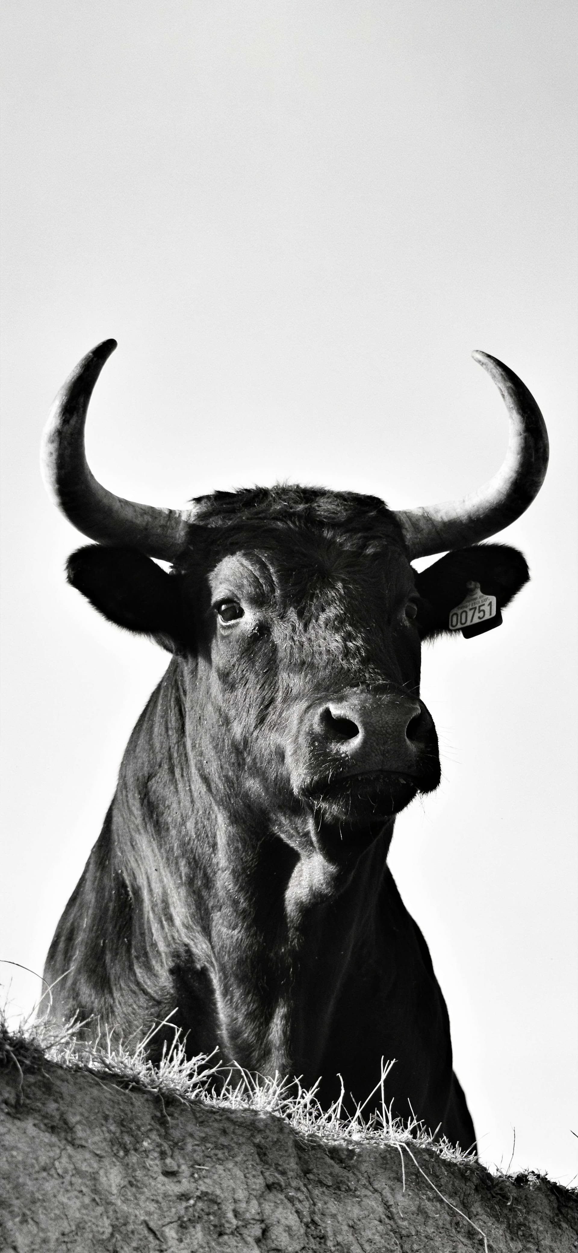 Majestic Horned Bull - Pro phone wallpaper