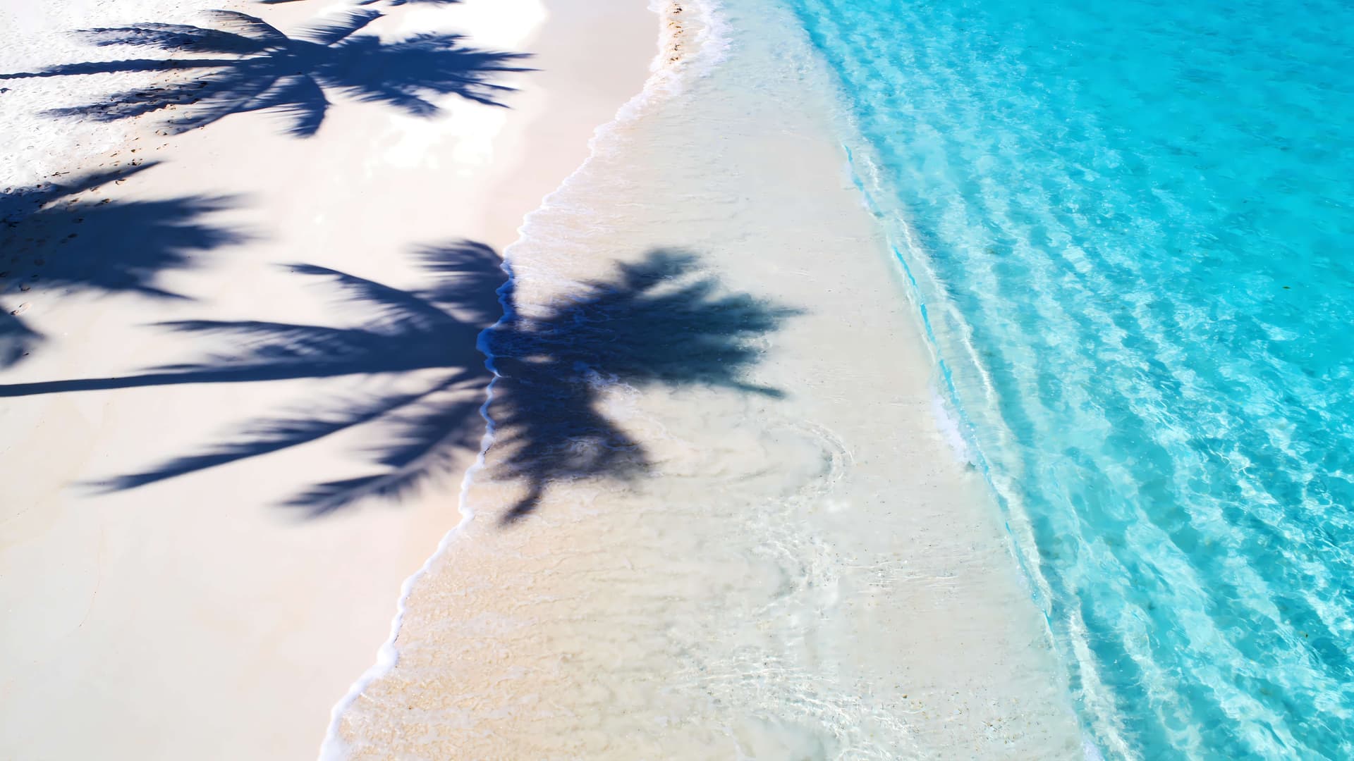 Palm Shadow Beach - Pro desktop wallpaper
