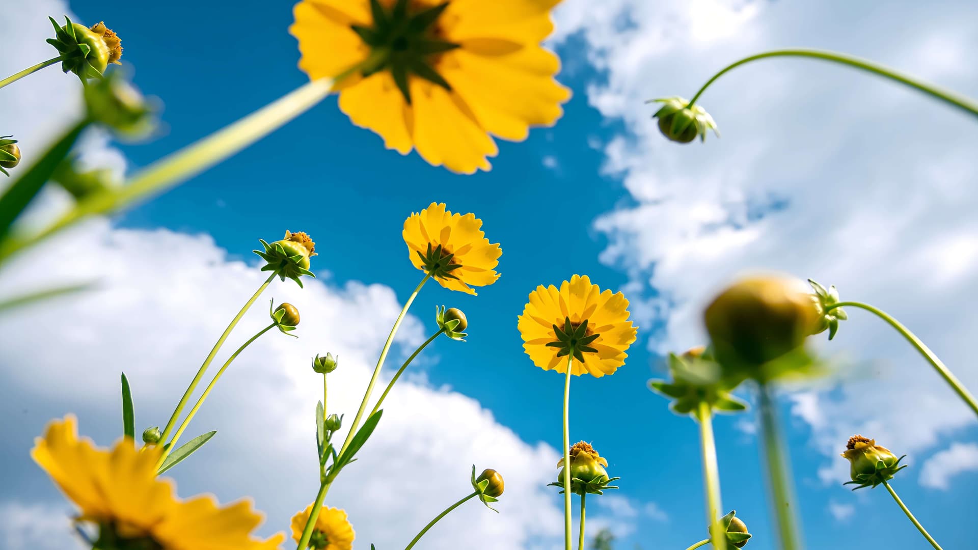 Sunny Sky Blooms - Pro desktop wallpaper