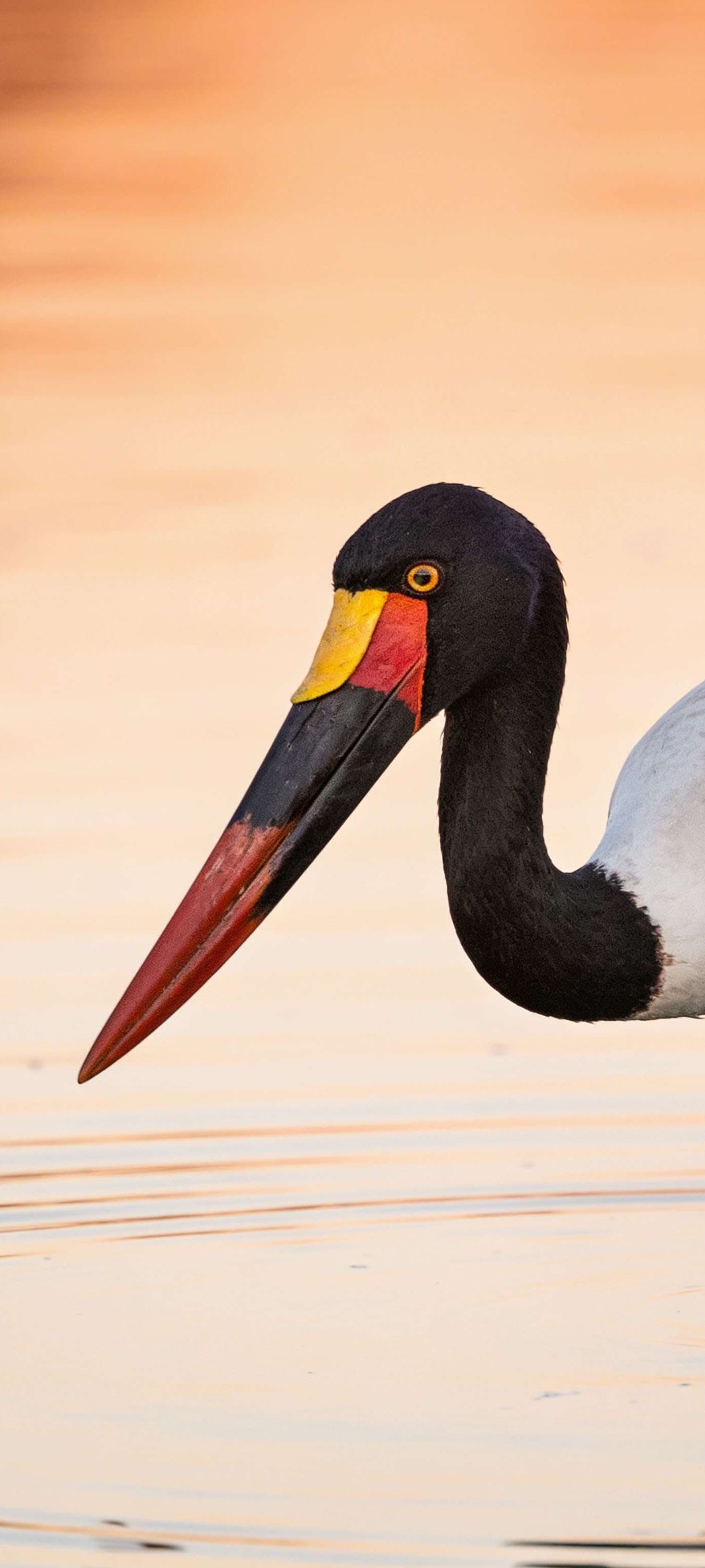 Saddle Billed Stork - free phone wallpaper