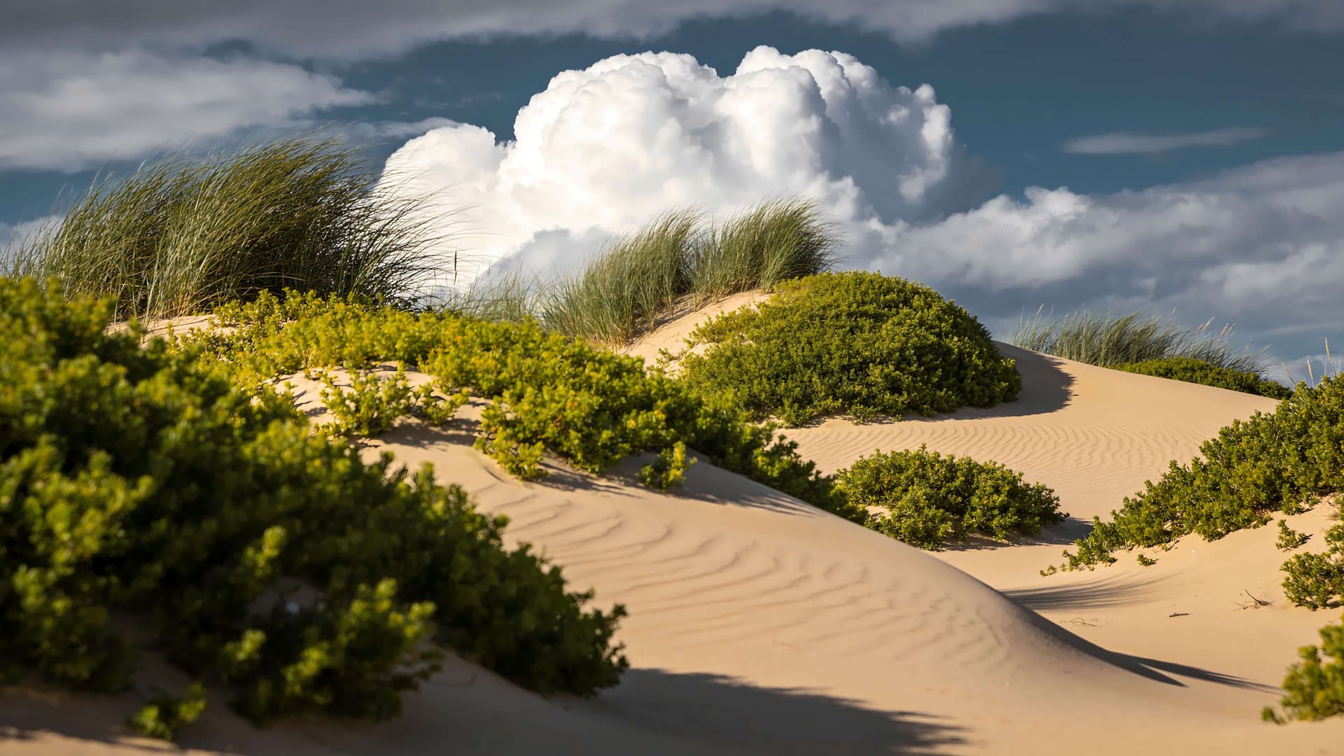 Coastal Sand Dunes - free desktop wallpaper